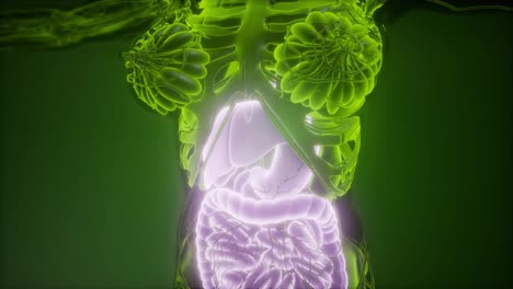 Cuerpo-Humano-Con-Sistema-Digestivo-Visible
